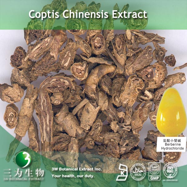 China Coptis Chinensis Extract wholesale