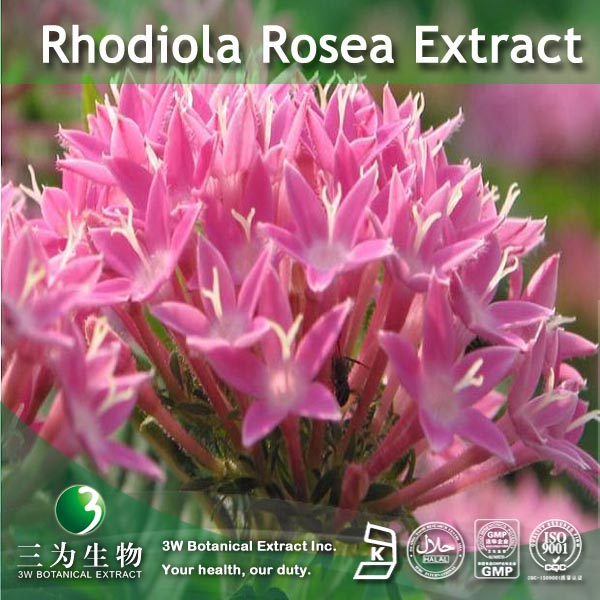 China Rhodiola Rosea Extract wholesale