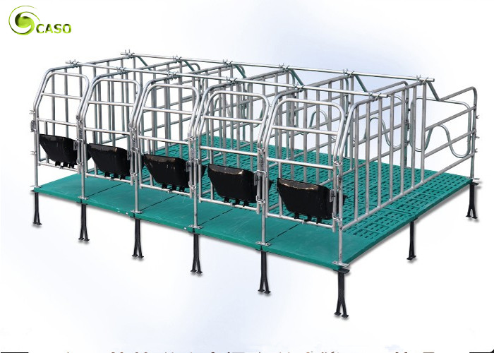 China Swine Farm Galvanized Pipe Pig Gestation Stalls / Pregnant Swine Gestation Crates wholesale