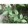 Wild dried Acanthopanax trifoliatus L Merr root segments shredded herb San Jia Pi for sale