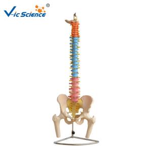 China Didactic Vertebral Column Model With Pelvis And Femur Heads wholesale