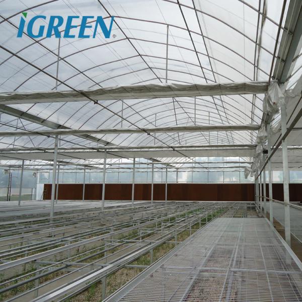 Tomato Growing Agricultural Equipment Roof Vent Free Multi Span Greenhouse