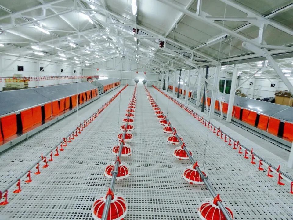 Adjustable Anti Waste Automatic Pan Feeding System for Efficient Broiler Feeding