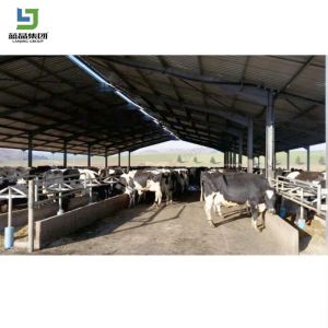 China Prefabricated Cattle Goat House Steel Structure Dairy Farm Building Cow Barn Shed Broiler Layer Chicken House wholesale