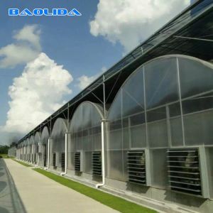 China Multi Span Tunnel 8mm Polycarbonate Sheet Greenhouse For Gardening wholesale