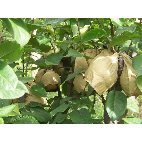Fruit protective paper bag form machine