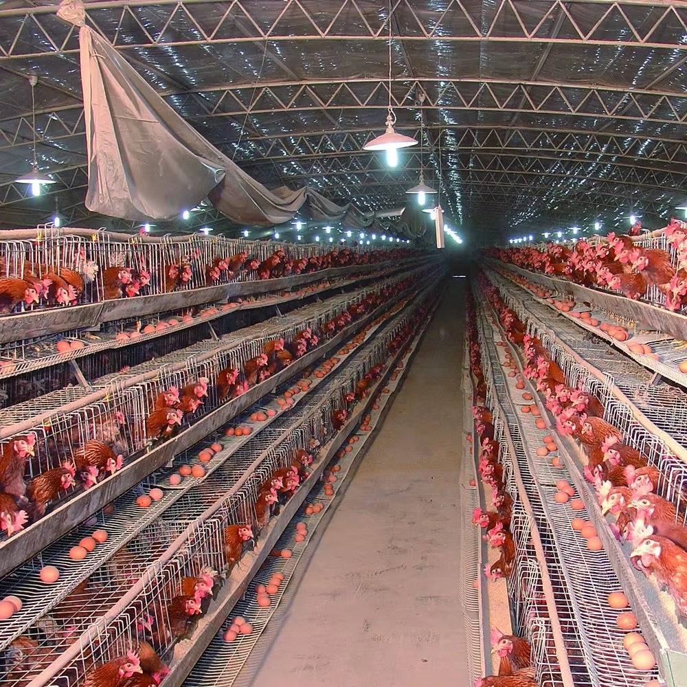 Heavy Duty Corrosion Resistant Poultry Feeding Kit with Galvanized Steel Construction