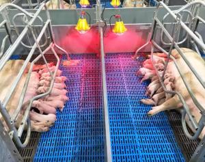 China High Strength Easy To Clean And Maintain GRP Floor Grating FRP Molded Pig Chicken Sheep Floor Grating wholesale