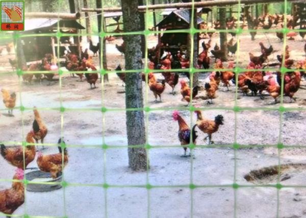 Quality Green Plastic Mesh Fencing For Prevent Birds & Chicken & Pheasant , Plastic Poultry Netting , 1M High , PP Materials for sale