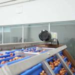 Advanced Size Division 2.0 Tons Per Hour 8-Lane Palm Dates Sorting Machine