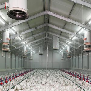 China Fireproof Steel Poultry House with Automated Ventilation System wholesale