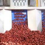 MD Conformity Dates Sorting Machine Powered By 380V With 4 Ton Capacity