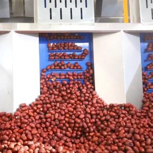 China MD Conformity Dates Sorting Machine Powered By 380V With 4 Ton Capacity wholesale