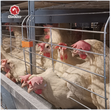 H Shaped Egg Layer Cages Small Stacked Battery Cage System