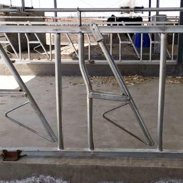 Installed Easily Width 75cm Cow Head Lock Sturdy Built Headlocks