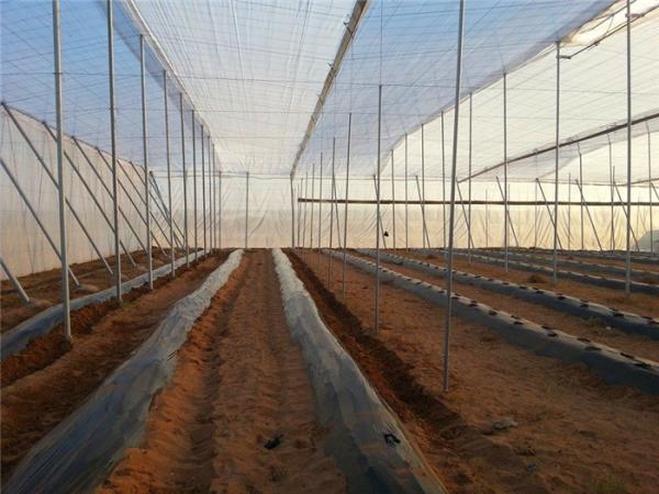 Quality Nets And Crop Covers, Bird Control Net, Strong Polyethylene Fabrics, Pest Netting Fabrics for sale