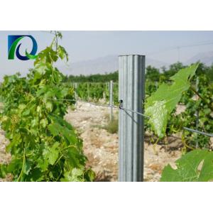China Agricultural Outdoor Tomato Trellis System , Steel Garden Post 1.8MM X 2.5M on sale