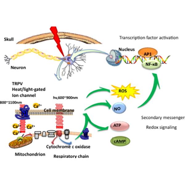 Brain Neuro Stimulator Depression Therapy Device PDT Treatment Anti Depression