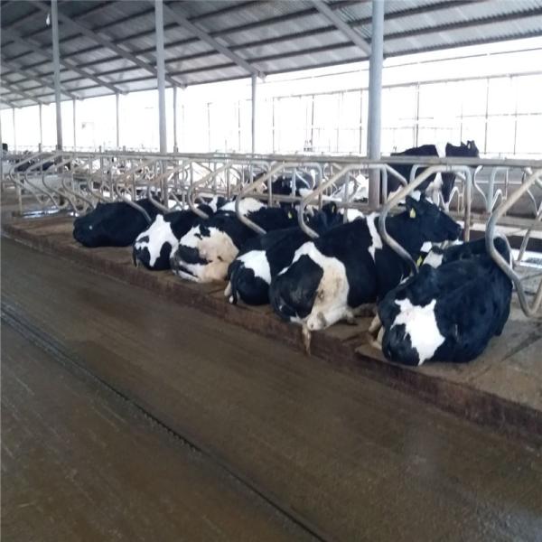 Ventilation Steel Structure Cow Shed , Durable Steel Livestock Shelter For Dairy Farm