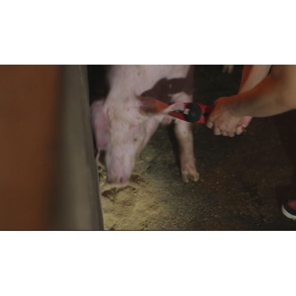 Yellow Color Identification Tag Applicator Cattle Tag Applicator Lightweight material tensile strength