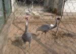 SS Flexible Rope Aviary Wire Netting , Wire Mesh For Aviary Building