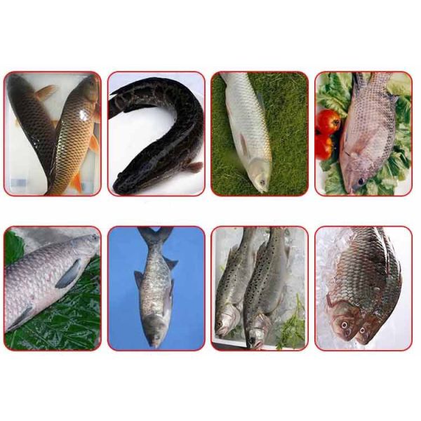 1800pcs/H Fish Processing Machines Back Opening Fish Cutting Machine Gutting Clean