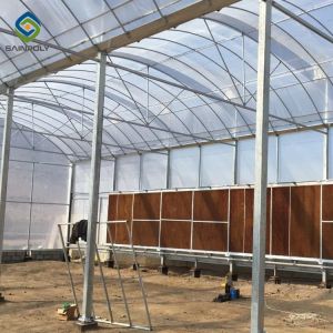 China 20ft Pe Film Multi Span Greenhouse With Mesh Netting wholesale