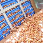 Hardness And Softness Sorting 1.4 Tons Per Hour 6-Lane Palm Dates Sorting