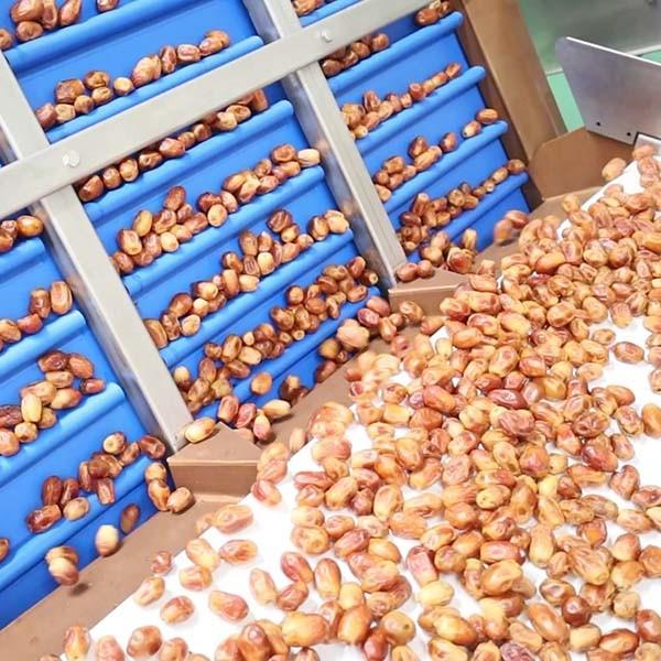 Hardness And Softness Sorting 1.4 Tons Per Hour 6-Lane Palm Dates Sorting