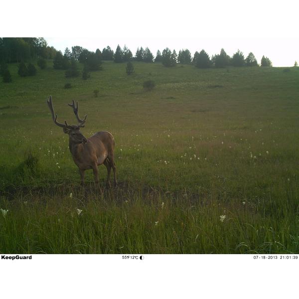 Portable HD Hunting Cameras 16MP Color Digital 940nm IR LED Infrared Scouting Trail Type