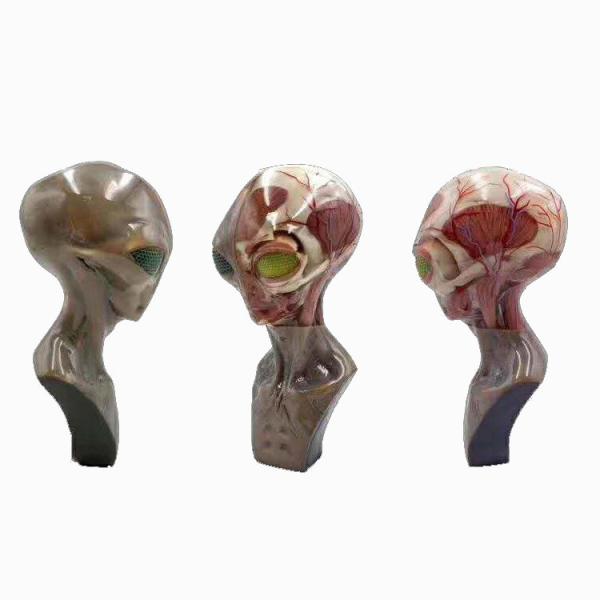 High Resolution Multicolor 3D Printing Service | Medical Applications with SLM