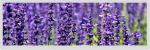 15ms 3H Bar Type LCD Display 1920x540 Ips Viewing Angle Lvds Interface 51 Pins