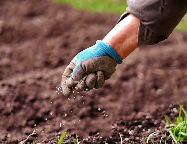 Plant Health NPK Compound Fertilizer Balanced Formula Strong Root Development