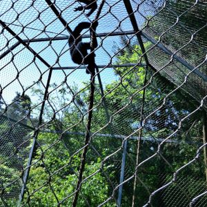 China SS304 316 Flexible Ferrule Cable Rope Mesh Aviary Wire Netting wholesale