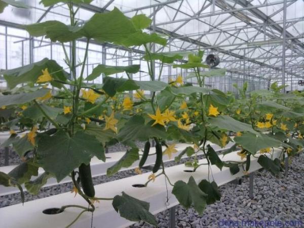 Quality Section 4m Commercial Hydroponic Greenhouse For Lettuce / Cucumber / Tomato for sale