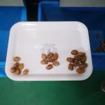 Unrivaled Accuracy Achieves Perfection In Date Sorting Grading Machine With High