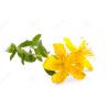 St Jonh's worth herb hypericum perforatum L dried leaves and stem flowers Guan ye lian qiao for sale