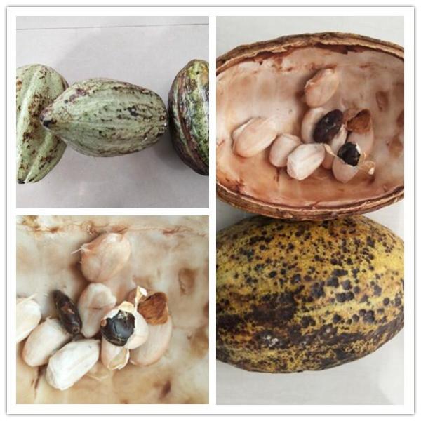 Quality cocoa pod splitting machine, cocoa pod separating machine, cocoa bean sheller for sale