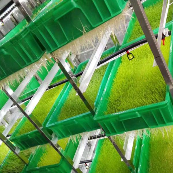 Daily 5T To 20T Smart Hydroponic Shipping Container For Growing Fodder