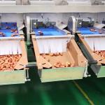 Optimal Hardness and Softness Sorting 1.4 Tons Output 6-Lane Palm Dates Sorting