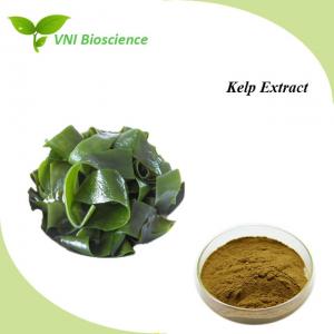 China Laminaria Plant Herbal Extract Kosher Polysaccharides Kelp Extract on sale