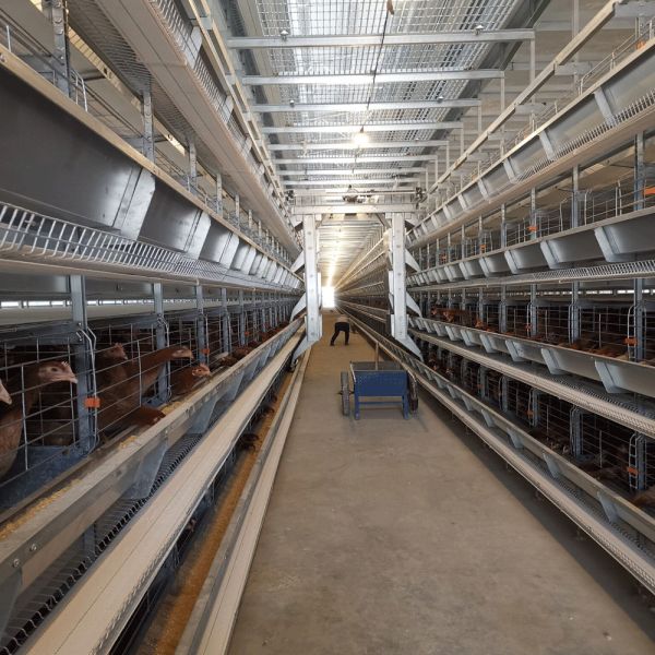 Poultry Farming Chicken Layer Cages Fully Automatic Battery System H Type Egg