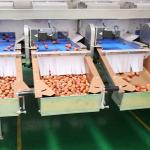 Advanced Size Division 2.0 Tons Per Hour 8-Lane Palm Dates Sorting Machine