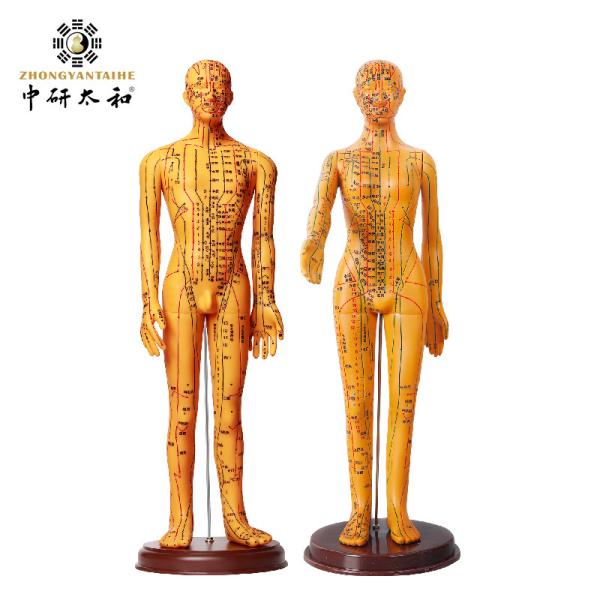 Quality Acupuncture Model With Flexible Joints For Learning Body Structure for sale
