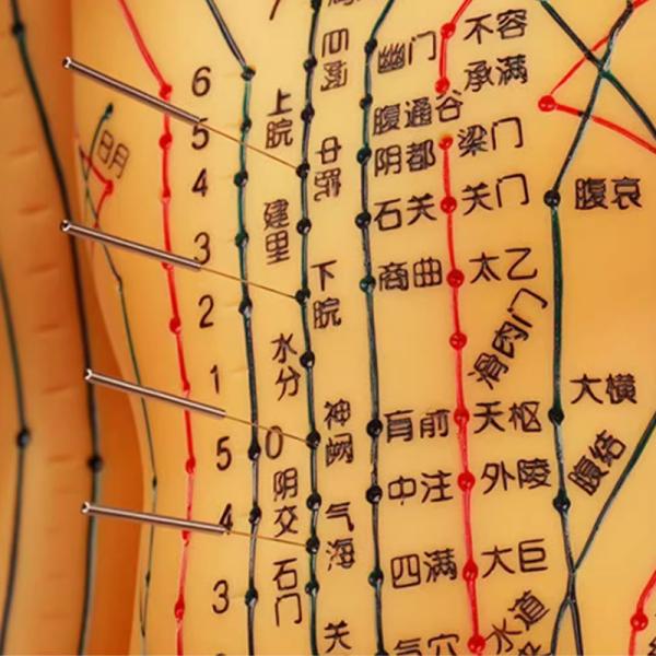 Quality Acupuncture Needles Practice Model For Safe And Precise Training for sale