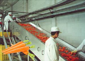 China Professional Carrot Processing Plant  / Fruit And Vegetable Processing Equipment wholesale
