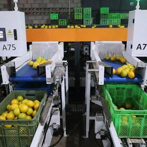 China SS304 Orange Sorting Machine Elevating Citrus Processing Labor Replacement Value Added wholesale