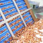 High-Efficiency Inspection 1.4 Tons per Hour 6-Lane Palm Dates Sorting Machine