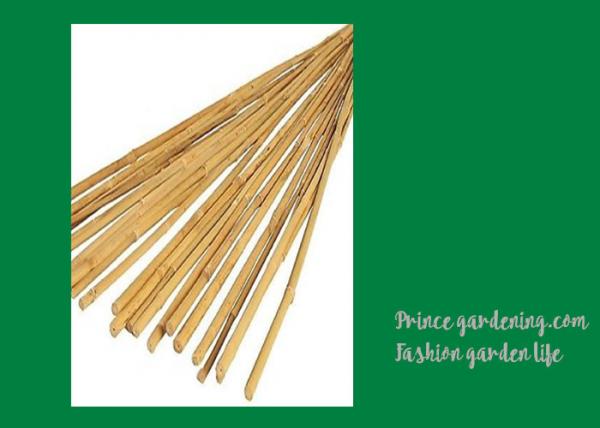 6 Foot Garden Bamboo Stakes , Long Natural Bamboo Poles Lightweight