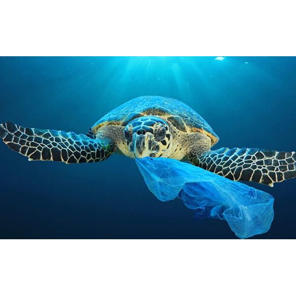 Compost Cornstarch 100% Compostable Bio Degradable Vest Shopping Plastic Bags, Compostable Vietnam Shopping Packed Bags